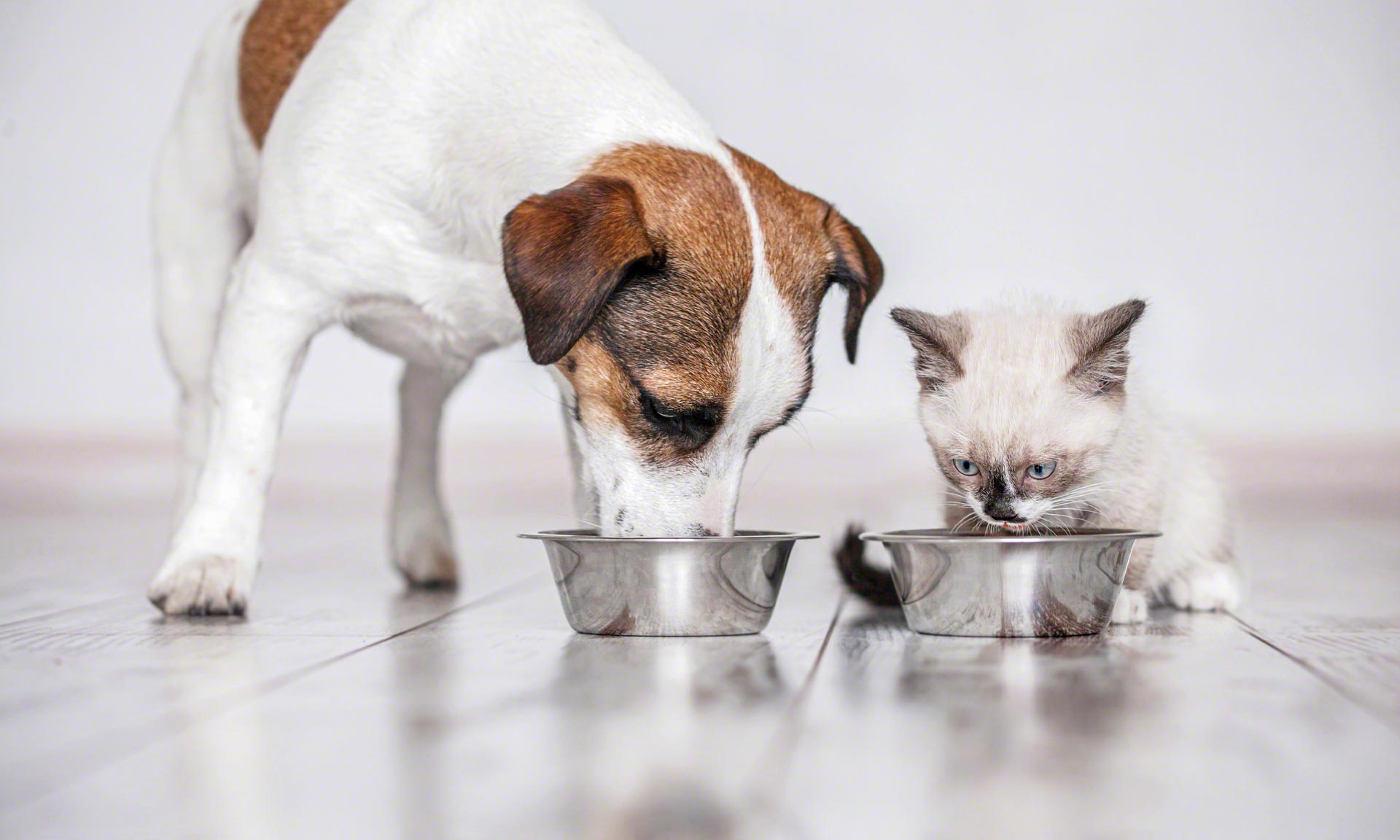 Vitakraft Italia renueva su depósito de alimentos para mascotas Vitakraft Italia renueva su depósito de alimentos para mascotas